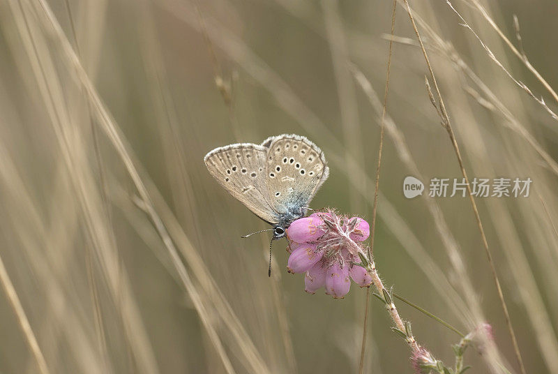 蓝色爱尔康(Maculinea Alcon)